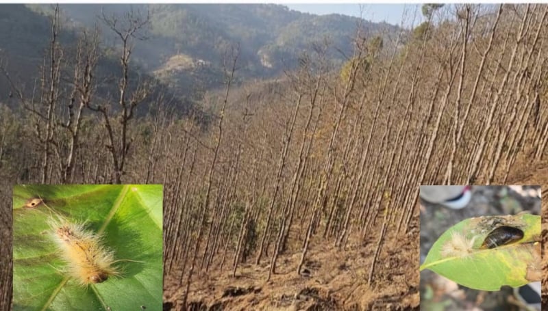 What is causing defoliation in Shorea robusta in Nepal's Dailekh district?