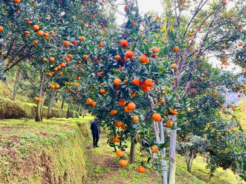 Baglung produces oranges worth around Rs 270 million