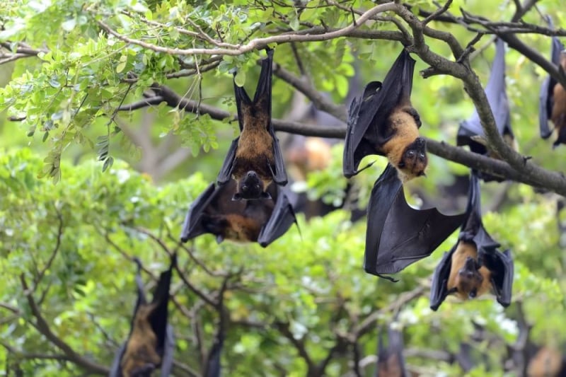 No Nipah case in Nepal, Health Ministry adopts high vigilance