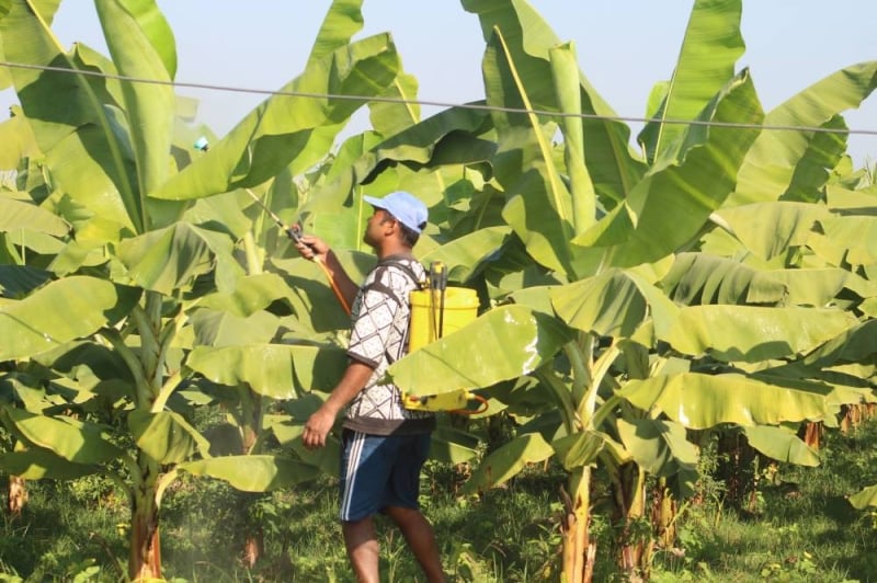 50 percent grant to commercial farming in Kanchanpur