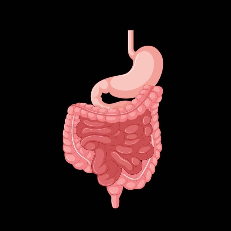 The gut matters: More than you think