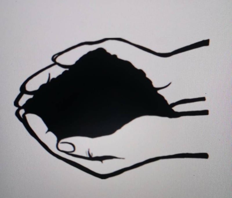 Shram Sanskriti Party wins three direct seats, emerges as surprise force of election