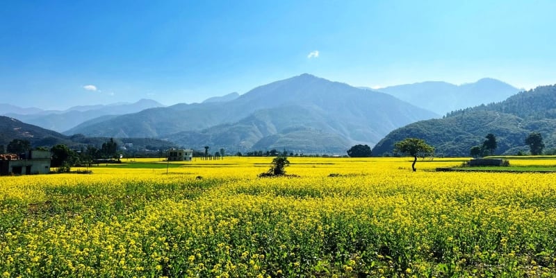 Mustard production declines in Chitwan