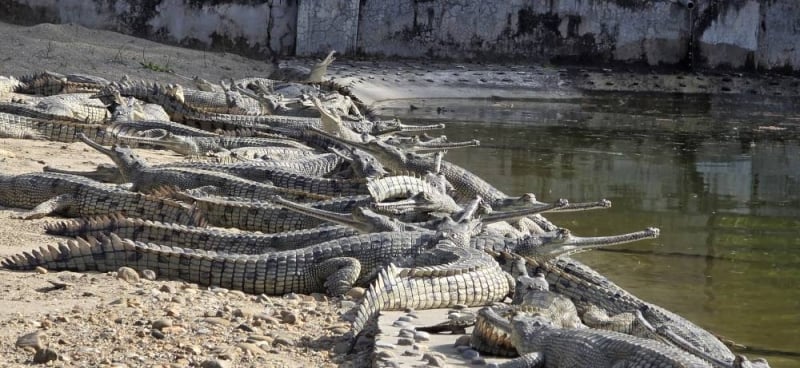 205 gharial crocodiles released into Rapti River