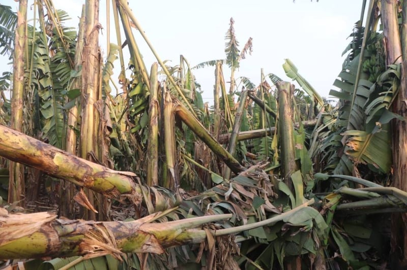 Storm damages bananas worth over 40 million in Chitwan
