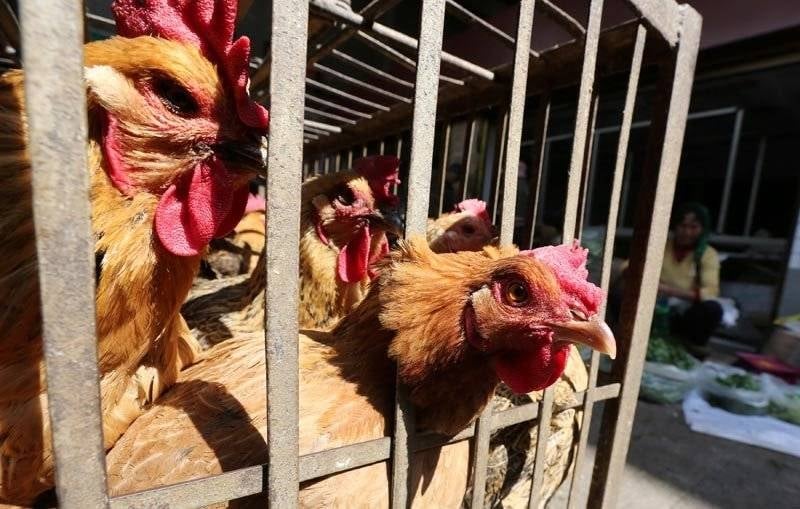 Bird flu detected in five poultry farms in Morang