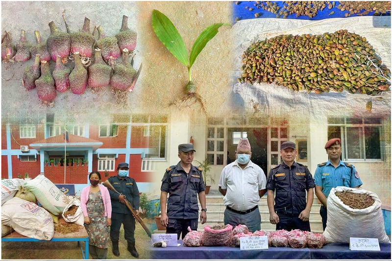 सुनाखरी तस्करी हुने बाटो