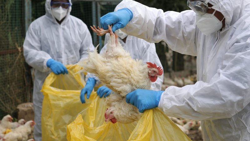 झापाका व्यावसायिक फार्ममा ‘बर्ड फ्लु’ प्रकोप: चारै दिशामा सङ्कटग्रस्त क्षेत्र घोषणा, कुखुरा र अण्डा ओसारपसारमा रोक