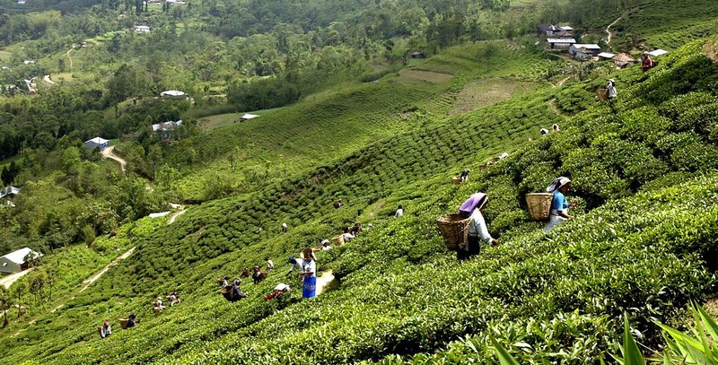 इलामका बगानमा चिया टिप्ने चटारो