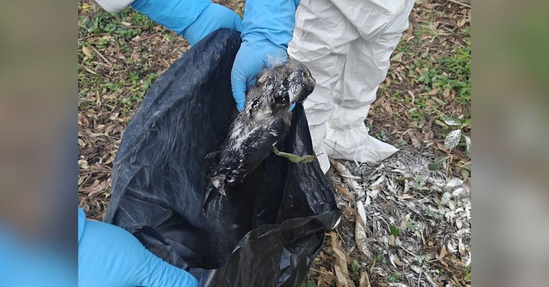 कीर्तिपुरमा मृत भेटिएका कागमा बर्डफ्लु पुष्टि