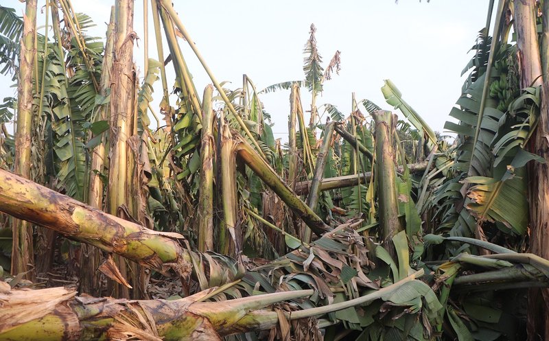 हावाहुरीले चितवनमा ४ करोड बराबरको केराखेतीमा क्षति