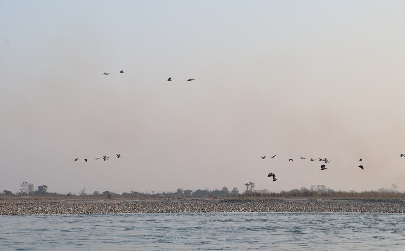 जाडो छल्न आएका चरा फर्किन थाले