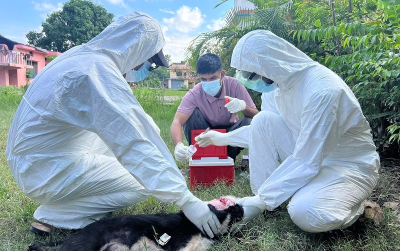 सुदूरपश्चिममा रेबिज सङ्क्रमणको चुनौती बढ्दो