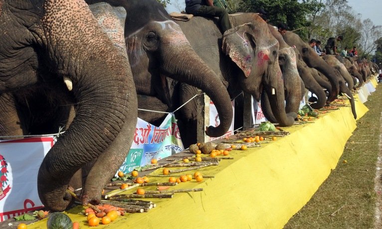 चितवनमा हात्तीलाई वनभाेज खुवाइयाे