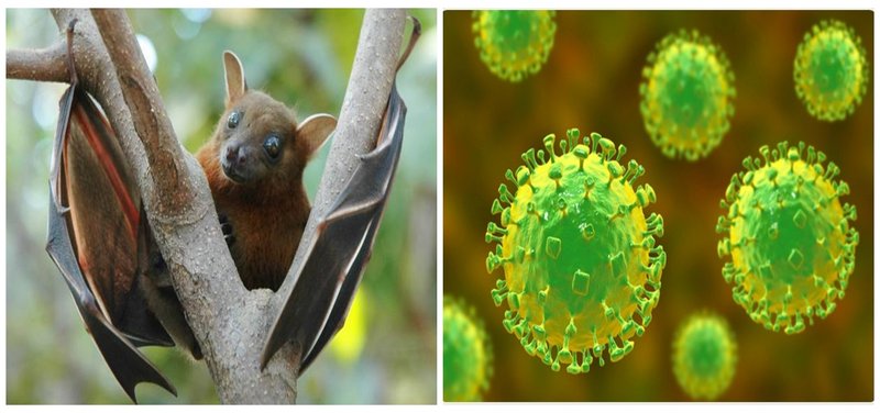 भारतको पश्चिम बङ्गालमा निपाह भाइरस देखिएपछि नेपालमा सतर्कता अपनाउन निर्देशन